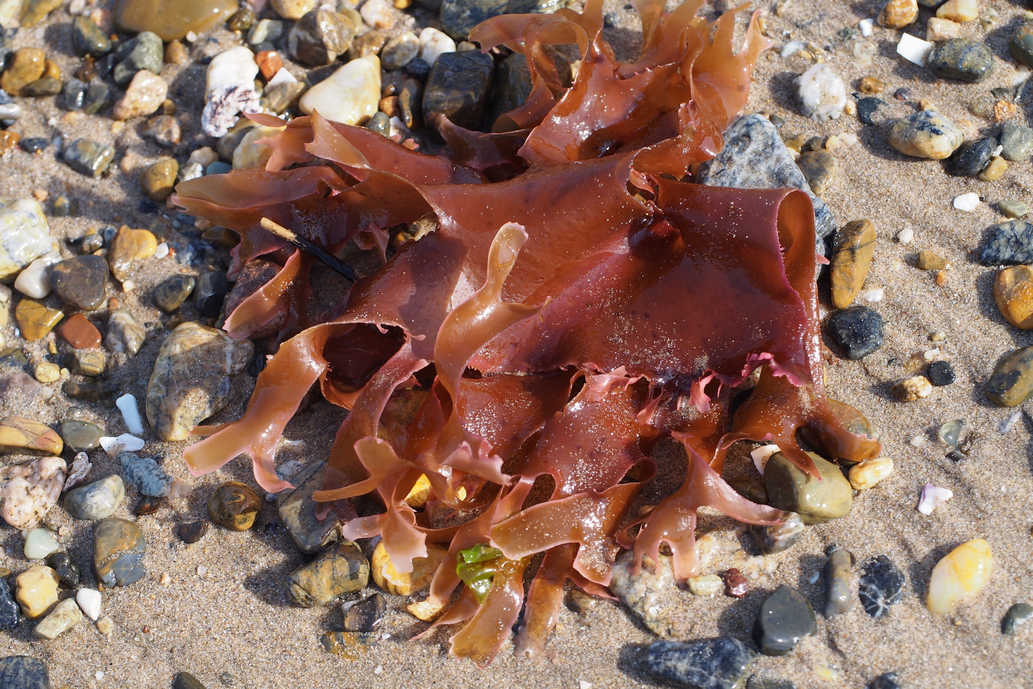 Gracilaria textorii