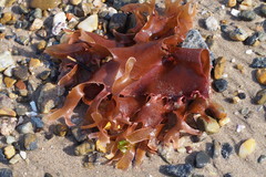 Gracilaria textorii