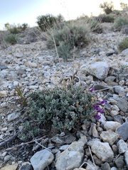 Penstemon thompsoniae
