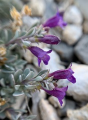 Penstemon thompsoniae