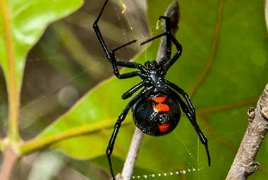 Southern Black Widow