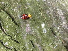 Harmonia axyridis