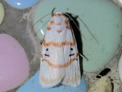 Cyana hamata