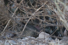 Sigmodon ochrognathus