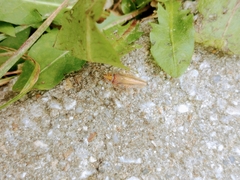Ectobiidae