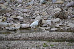 Egretta thula