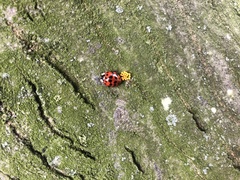 Harmonia axyridis