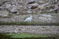 Egretta thula