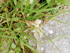 Ectobiidae