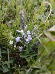 Veronica prostrata