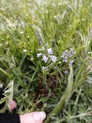 Veronica prostrata