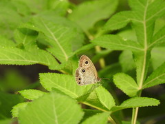 Ypthima multistriata