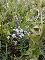 Veronica prostrata