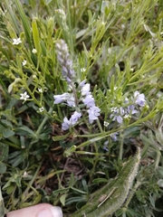 Veronica prostrata
