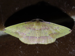 Heterolocha