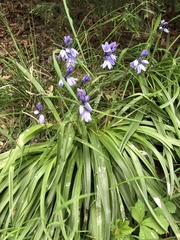 Hyacinthoides