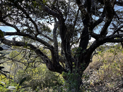 Sideroxylon socorrense