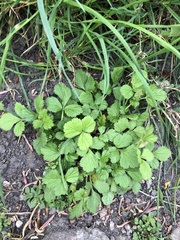 Geum urbanum