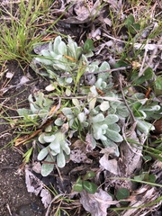 Antennaria dimorpha
