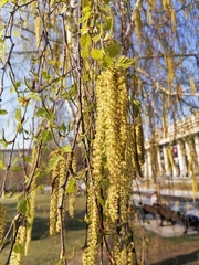Betula pendula