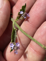 Verbena sphaerocarpa