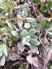 Antennaria dimorpha