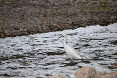 Egretta thula