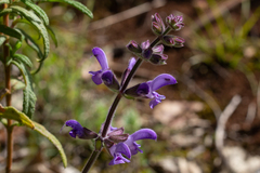 Salvia sclareoides