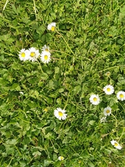 Bellis perennis