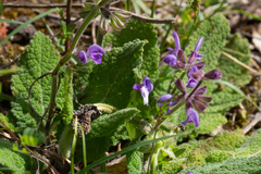 Salvia sclareoides