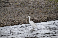 Egretta thula