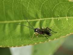 Limneriini
