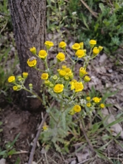 Senecio vernalis