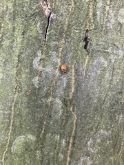 Harmonia axyridis