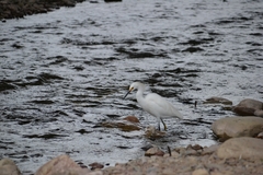 Egretta thula