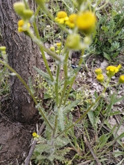 Senecio vernalis