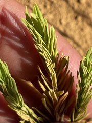 Hypericum eastwoodianum