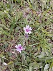 Geranium linearilobum