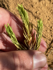Hypericum eastwoodianum