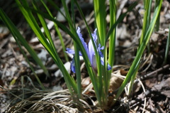 Iris ruthenica