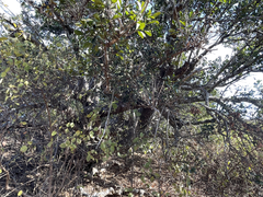 Sideroxylon socorrense