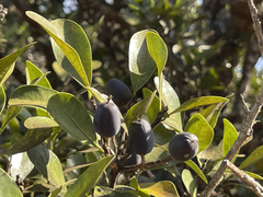 Sideroxylon socorrense