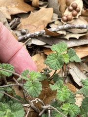 Acalypha monostachya