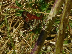 Euphydryas chalcedona
