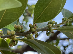 Sideroxylon socorrense