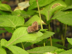 Ypthima multistriata