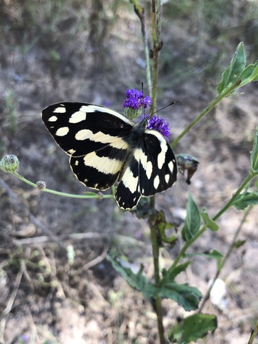 Zebra White