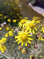 Asteraceae