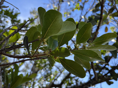 Sideroxylon socorrense