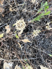 Microseris douglasii platycarpha